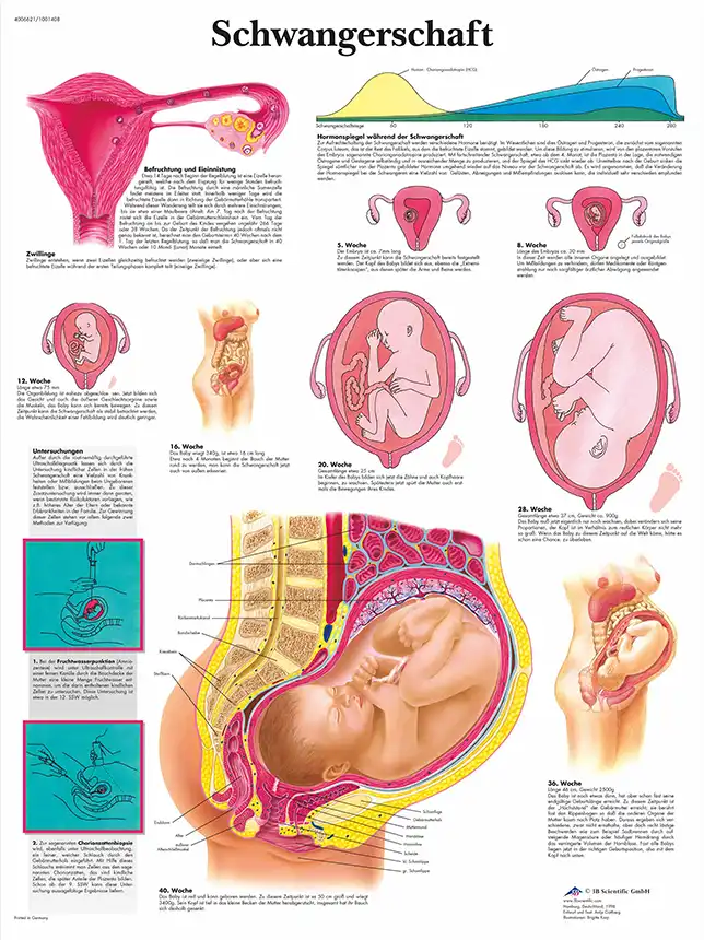 Lehrtafel Schwangerschaft