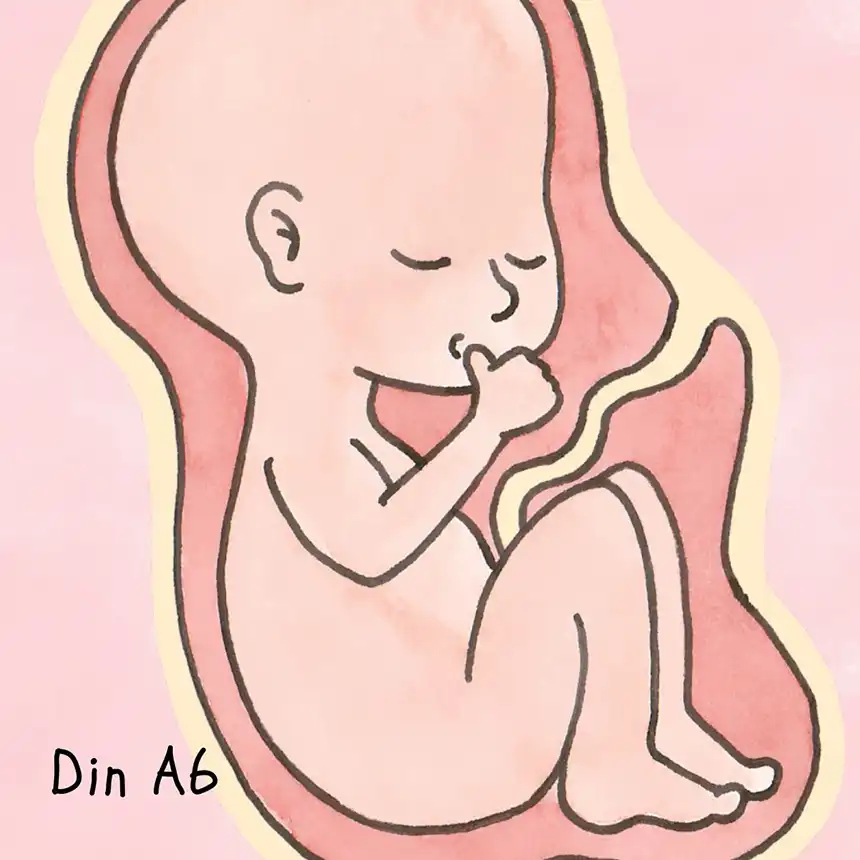 Fötus-/ Embryoentwicklung