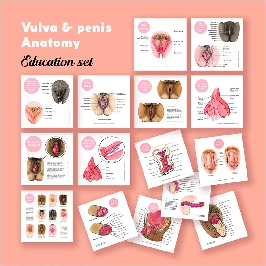 Vulva & Penis Anatomy Vulva & Penis Anatomy
