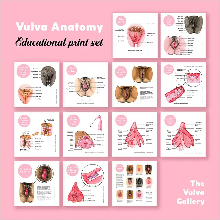 Vulva Vulva