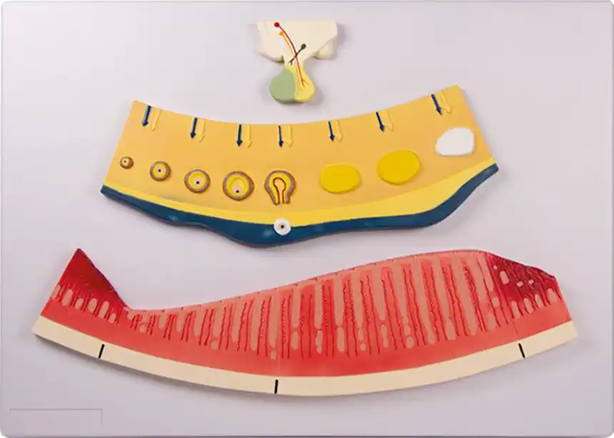 Relieftafel: Zyklische Veränderungen Relieftafel: Zyklische Veränderungen