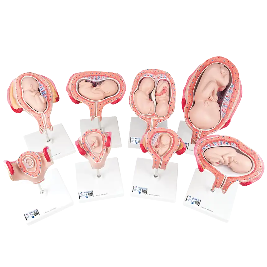 Embryos und Föten Set