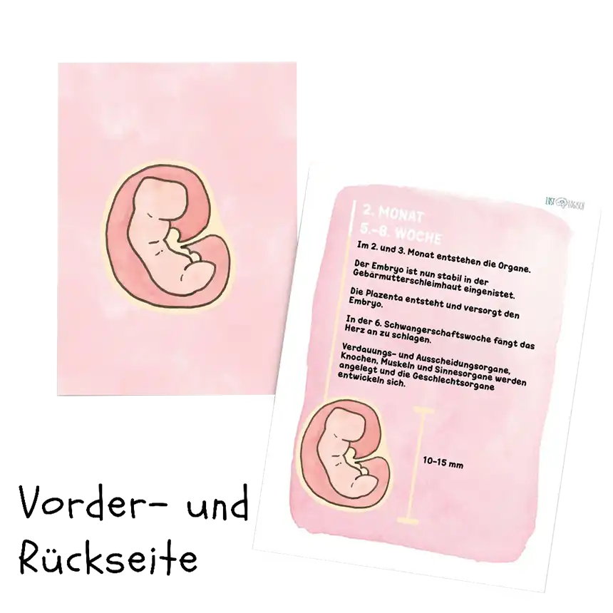 Fötus-/ Embryoentwicklung