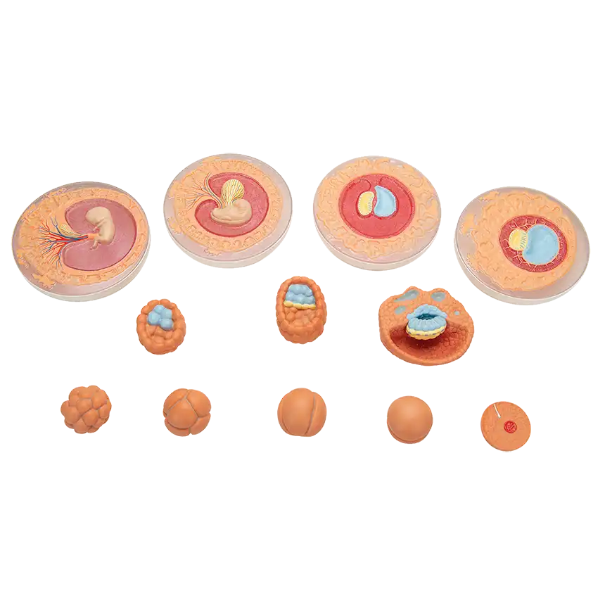 Keimesentwicklung Keimesentwicklung